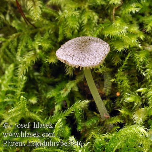 Pluteus hispidulus be3346