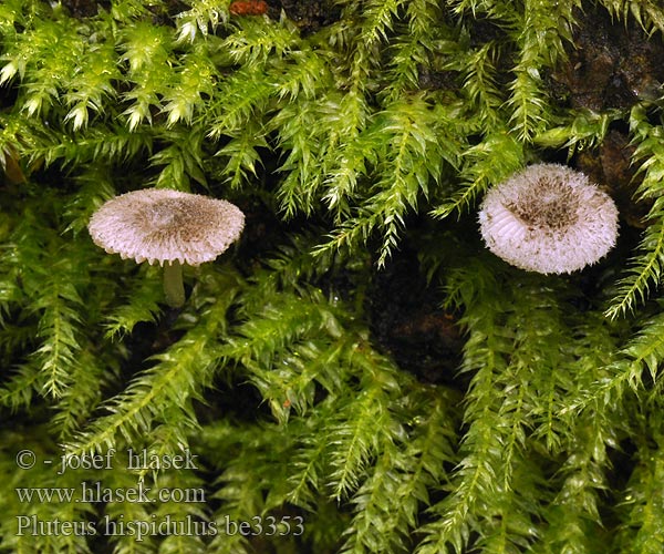 Pluteus hispidulus be3353