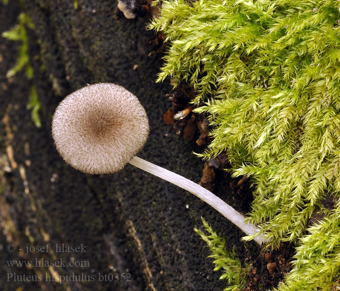 Pluteus hispidulus