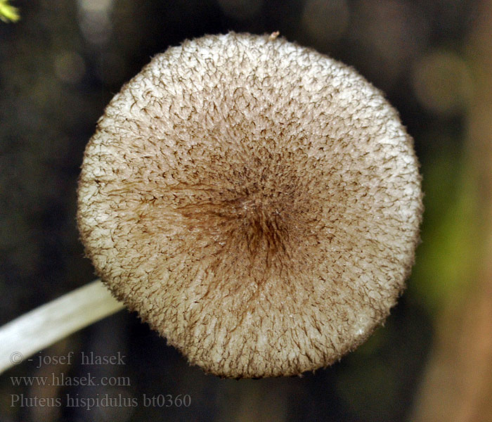 Pluteus hispidulus Štítovka huňatá