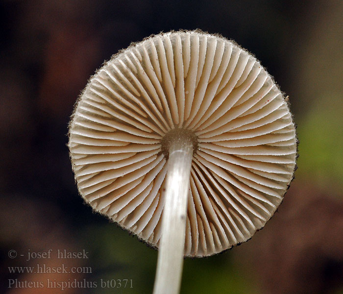 Pluteus hispidulus Schuppiger Dachpilz Haariger