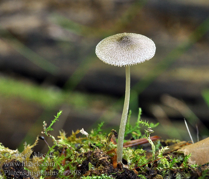 Pluteus hispidulus Плютей шероховатенький