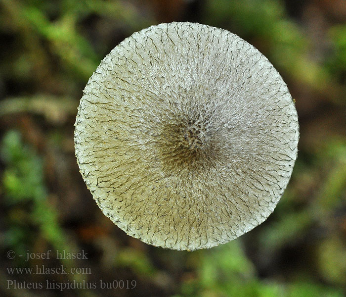 Pluteus hispidulus Pluishoedhertezwam