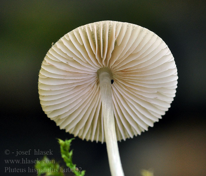 Pluteus hispidulus Łuskowiec szorstki