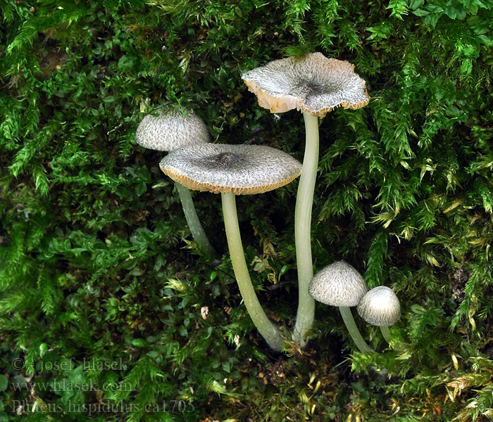 Štítovka huňatá Pluteus hispidulus