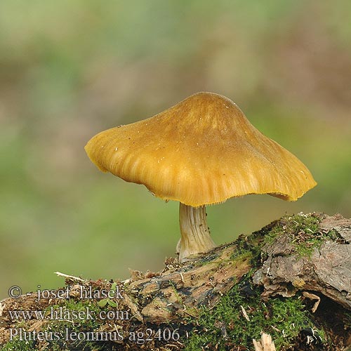 Pluteus leoninus Štítovka žlutá žltá Gelber Löwengelber Dachpilz Drobnołuszczak żółtawy Plutée jaune lion couleur Rumena ščitovka Goudgele hertenzwam 狮黄光柄菇（ Løvegul Skærmhat Keltalahorusokas ベニヒダタケ 노란그늘치마버섯 Sárga csengettyűgomba Плютей золотисто-желтый львино-желтый Gulskölding 