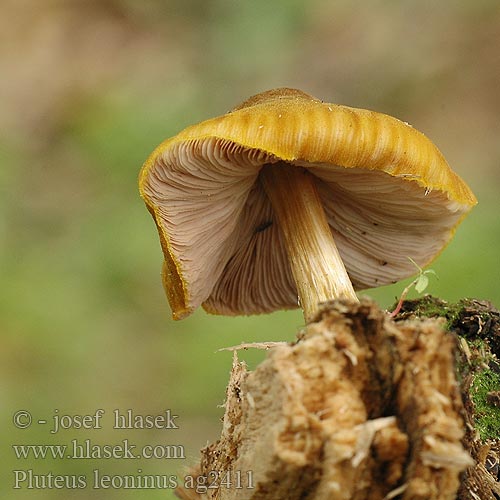 Pluteus leoninus Plutée jaune lion couleur Rumena ščitovka Goudgele hertenzwam 狮黄光柄菇（ Løvegul Skærmhat Keltalahorusokas ベニヒダタケ 노란그늘치마버섯 Sárga csengettyűgomba Плютей золотисто-желтый львино-желтый Gulskölding Štítovka žlutá žltá Gelber Löwengelber Dachpilz Drobnołuszczak żółtawy