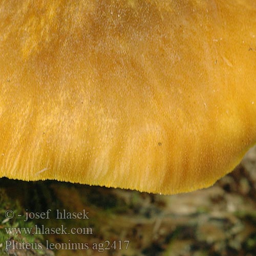 Pluteus leoninus ag2417