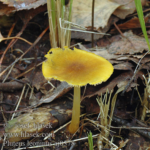 Pluteus leoninus ベニヒダタケ 노란그늘치마버섯 Sárga csengettyűgomba Плютей золотисто-желтый львино-желтый Gulskölding Štítovka žlutá žltá Gelber Löwengelber Dachpilz Drobnołuszczak żółtawy Plutée jaune lion couleur Rumena ščitovka Goudgele hertenzwam 狮黄光柄菇（ Løvegul Skærmhat Keltalahorusokas