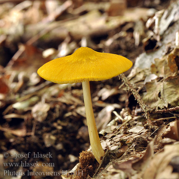 Drobnołuszczak żółtawy Plutée jaune lion couleur Rumena ščitovka Goudgele hertenzwam 狮黄光柄菇（ Løvegul Skærmhat Keltalahorusokas Pluteus leoninus ベニヒダタケ 노란그늘치마버섯 Sárga csengettyűgomba Плютей золотисто-желтый львино-желтый Gulskölding Štítovka žlutá žltá Gelber Löwengelber Dachpilz