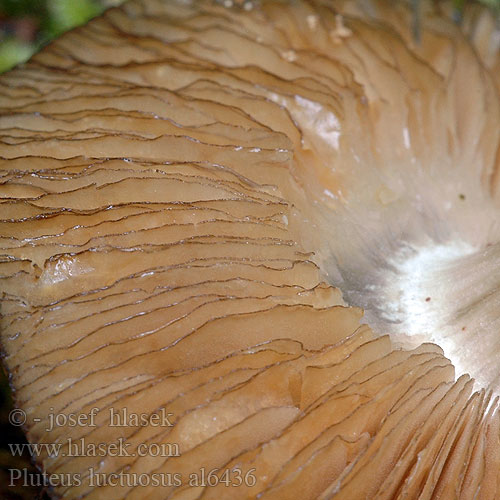 Pluteus luctuosus marginatus Štítovka lemovaná