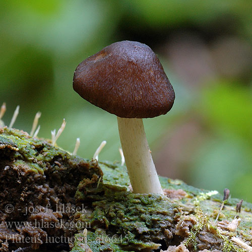 Pluteus luctuosus al6445