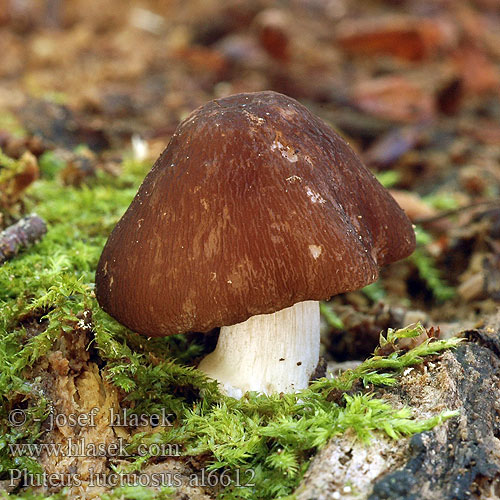 Braunschneidiger Dachpilz Pluteus luctuosus marginatus