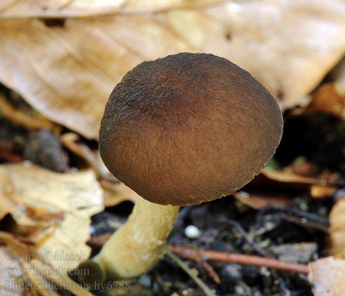 Drobnołuszczak brązowoostrzowy Pluteus luctuosus marginatus