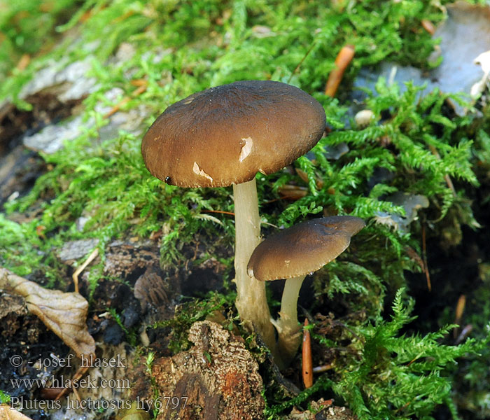 Mørkægget skærmhat Pluteus luctuosus