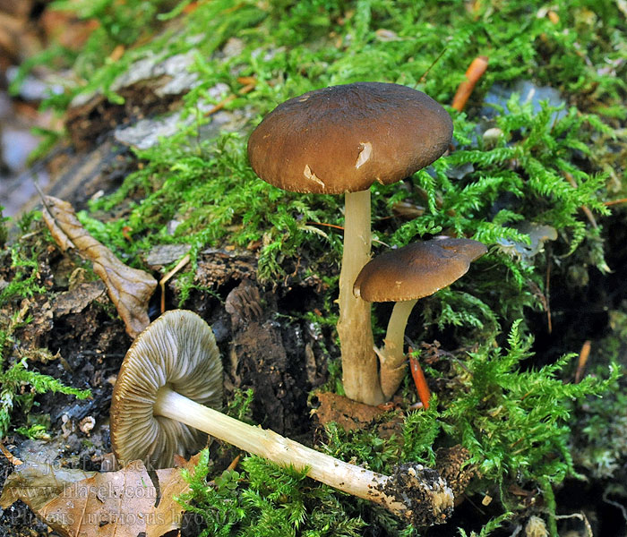 Bruinsnedehertezwam Pluteus luctuosus