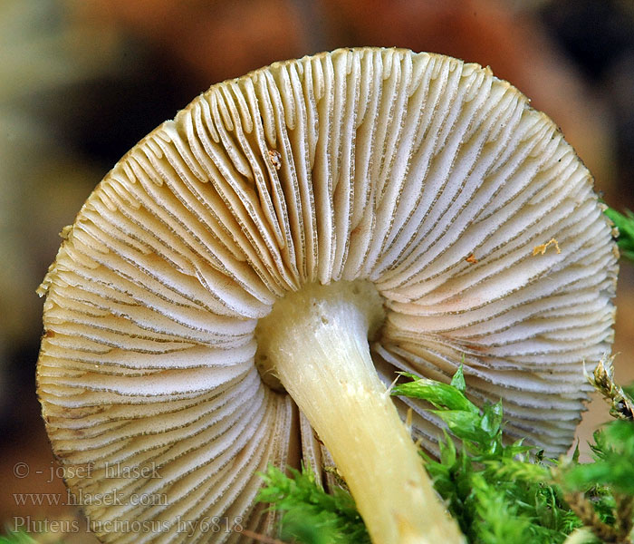 Surulahorusokas Pluteus luctuosus