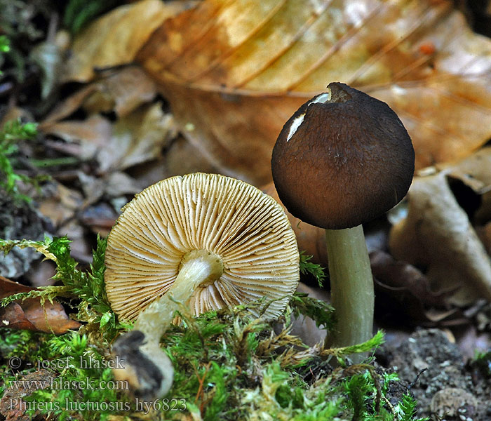 Braunschneidiger Dachpilz Pluteus luctuosus