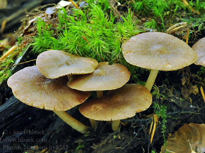 Pluteus luctuosus