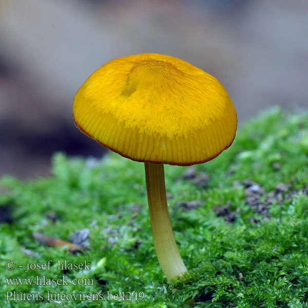 Pluteus luteovirens chrysophaeus