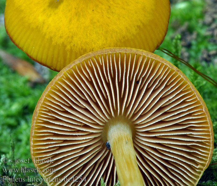 Pluteus luteovirens Štítovka žlutozelenavá