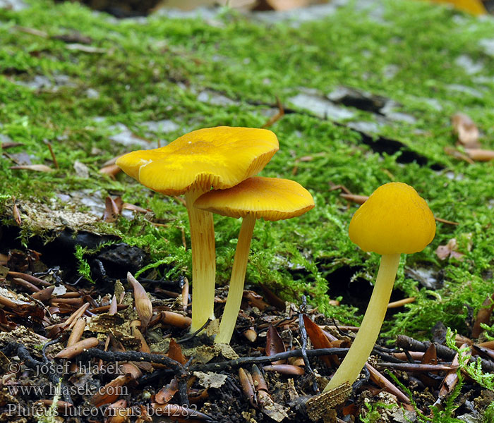 Pluteus luteovirens Plutée jaune verdâtre