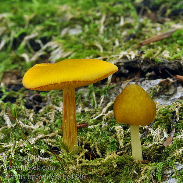 Pluteus luteovirens Gyllenbrun skjermsopp