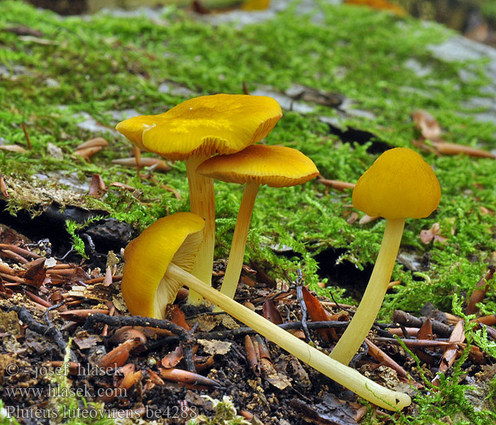 Pluteus_luteovirens_be4288