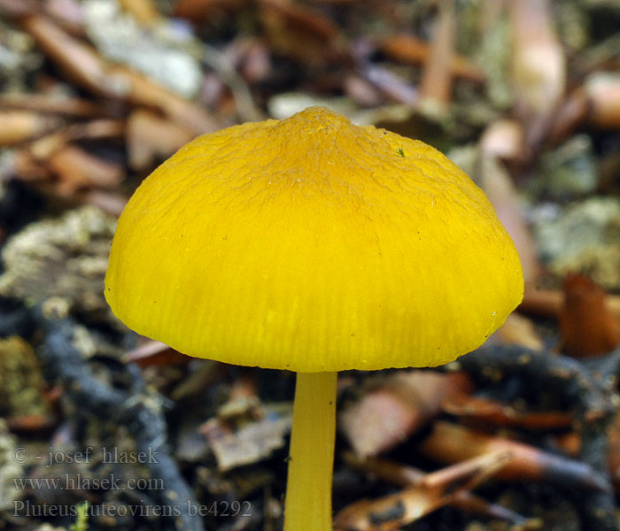 Pluteus chrysophaeus Gyllenskölding Plutée jaune verdâtre