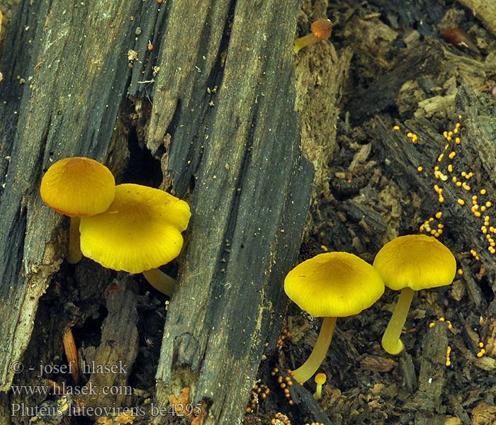 Pluteus chrysophaeus Štítovka žlutozelenavá Gyllenbrun skjermsopp