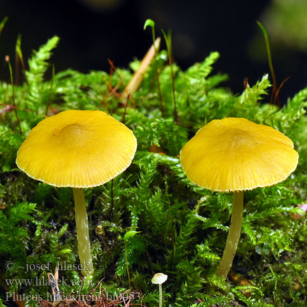 Pluteus chrysophaeus luteovirens Yellow Shield