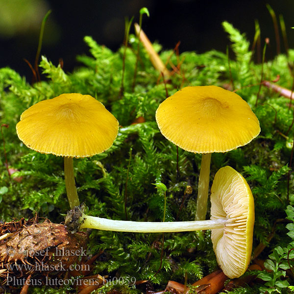 Pluteus luteovirens bi0059