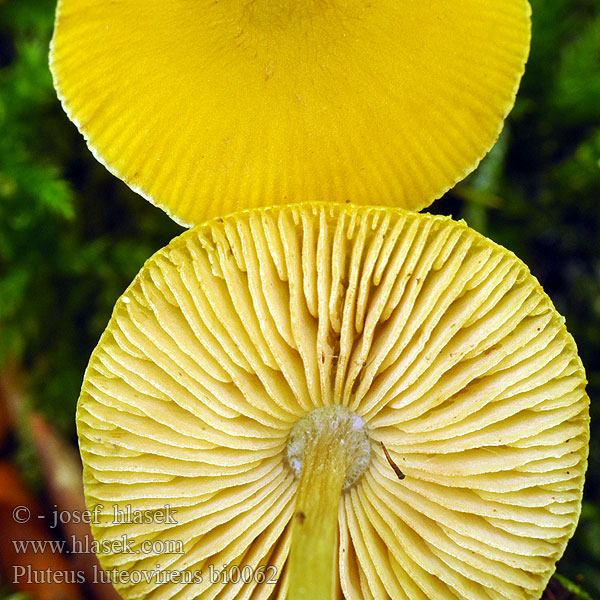 Pluteus luteovirens bi0062