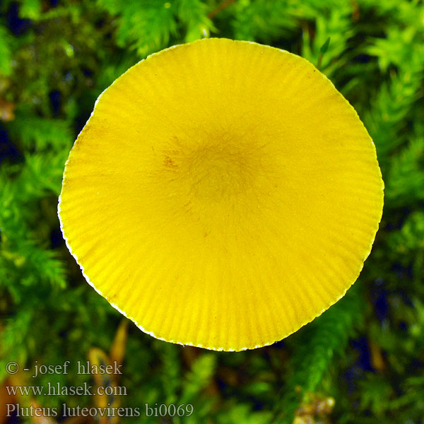 Pluteus luteovirens bi0069