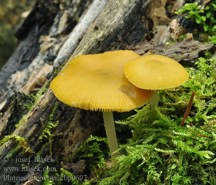 Pluteus chrysophaeus Плютей золотисто-желтый