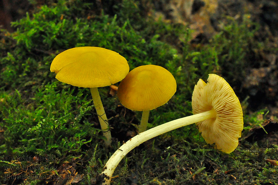 Plutée jaune-verdâtre Gelbgrüner Dachpilz Pluteus luteovirens