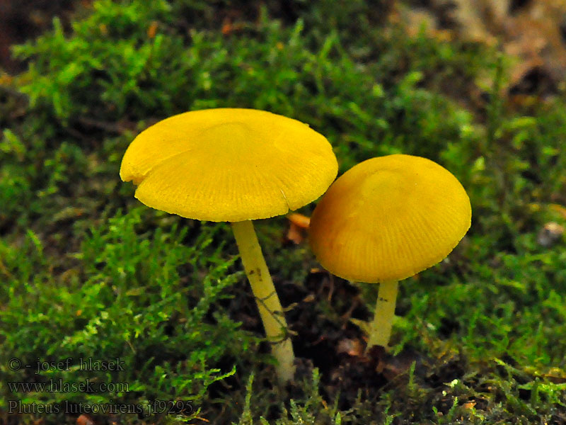 Плютей золотисто-желтый Pluteus chrysophaeus luteovirens