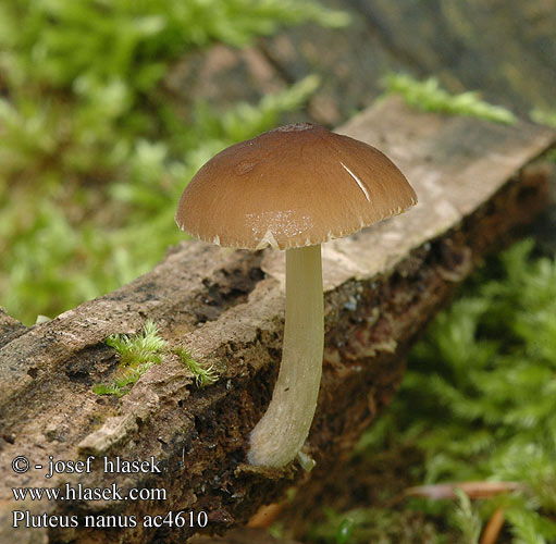 Pluteus nanus satur Plutée nain Štítovka nízka nízká