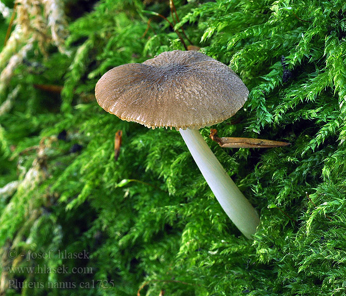 Pluteus nanus Łuskowiec karzełkowaty Drobnołuszczak malutki