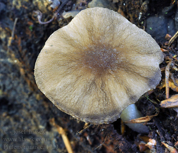 Pluteus nanus Dwerghertezwam Dvergskjermsopp