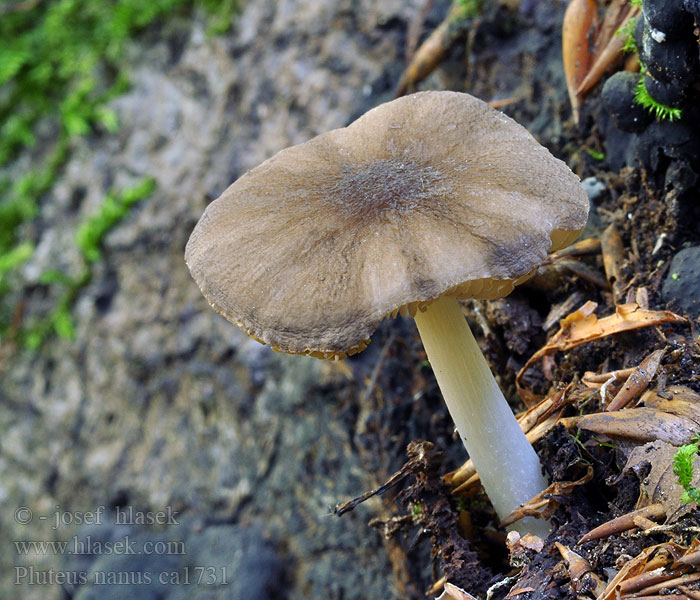 Pluteus nanus плютей карликовый мелкий Pritlikava ščitovka