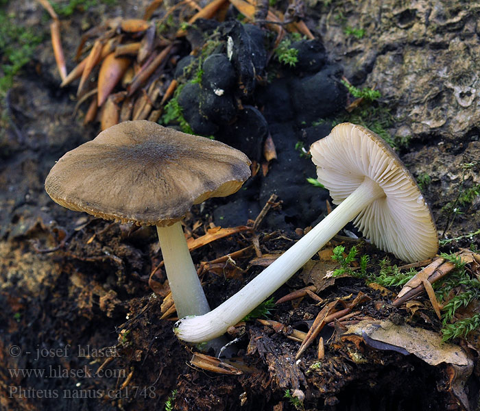 Pluteus nanus Pritlikava ščitovka Småskölding