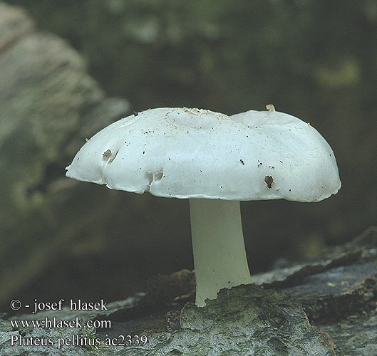 Pluteus pellitus Štítovka bílá biela Drobnołuszczak białokremowy Łuskowiec omszony Плютей белый Sneeuwwitte hertenzwam Bleg skærmhat Valkolahorusokas Vitskölding ハナヨメタケ Fehér csengettyűgomba Weißer Weisser Dachpilz Bela ščitovka 