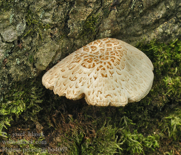 Pluteus petasatus Štítovka žíhaná Schuppigseidiger Dachpilz