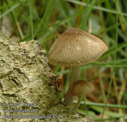 Pluteus phlebophorus ac4519