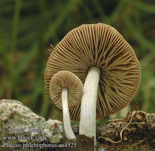 Pluteus phlebophorus Runzeliger Dachpilz Weißstieliger Aderndachpilz Geaderde Hertenzwam Netåret Skærmhat Verkkolahorusokas Plutée veiné コシワベニヒダタケ Åreskjermsopp Štítovka síťnatá sieťkovaná Drobnołuszczak pomarszczony