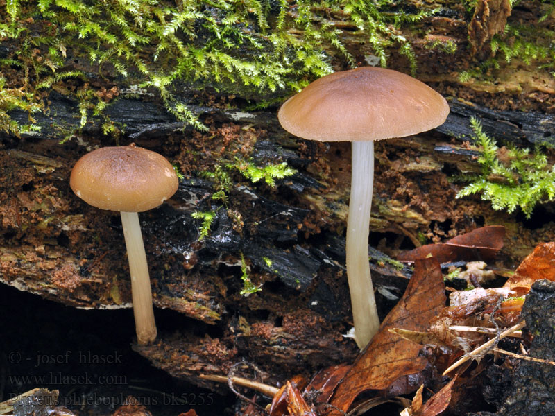 Geaderde Hertenzwam Netåret Skærmhat Pluteus phlebophorus