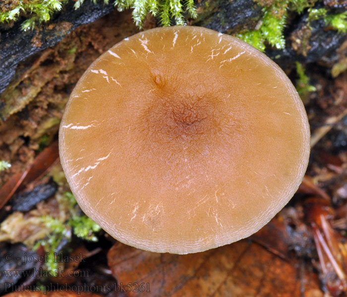 Drobnołuszczak pomarszczony Runzeliger Dachpilz Weißstieliger Aderndachpilz Pluteus phlebophorus