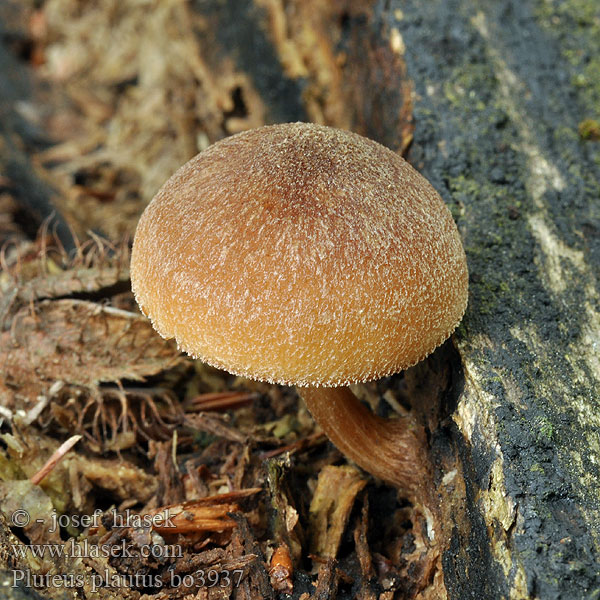 Pluteus plautus Štítovka chudobná Weißlicher Dachpilz