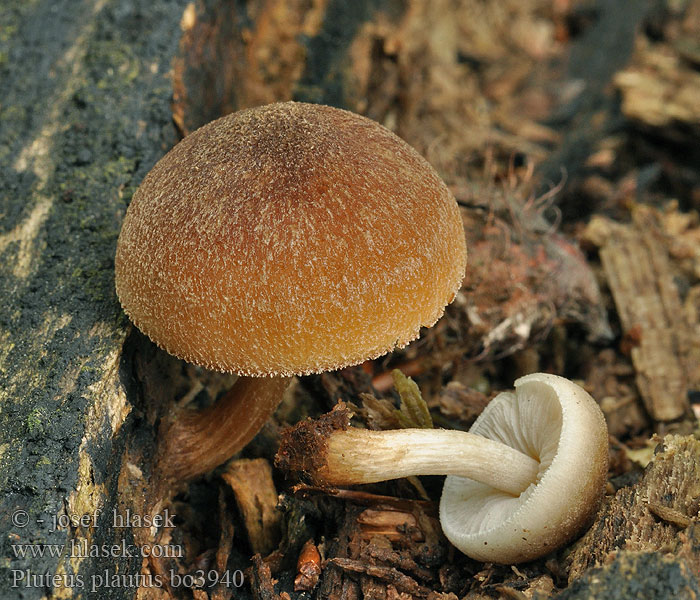 Pluteus_plautus_bo3940